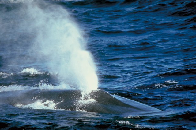Whale spraying water from blow hole