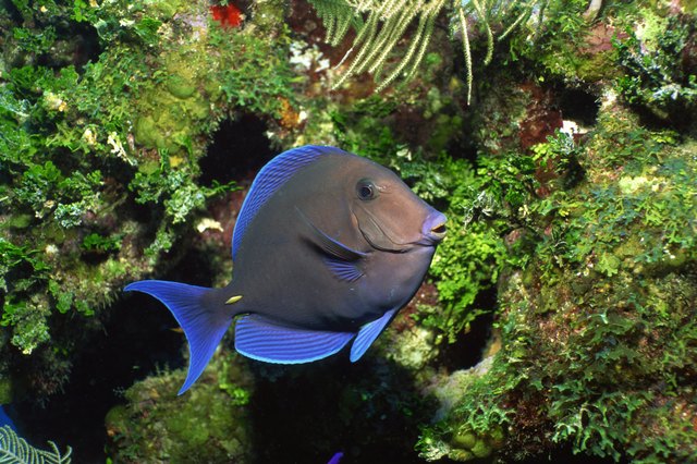 Blue tang school grazing on algae-covered coral