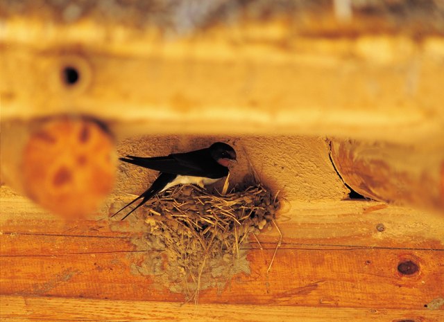 how to keep birds from building mud nests on porch