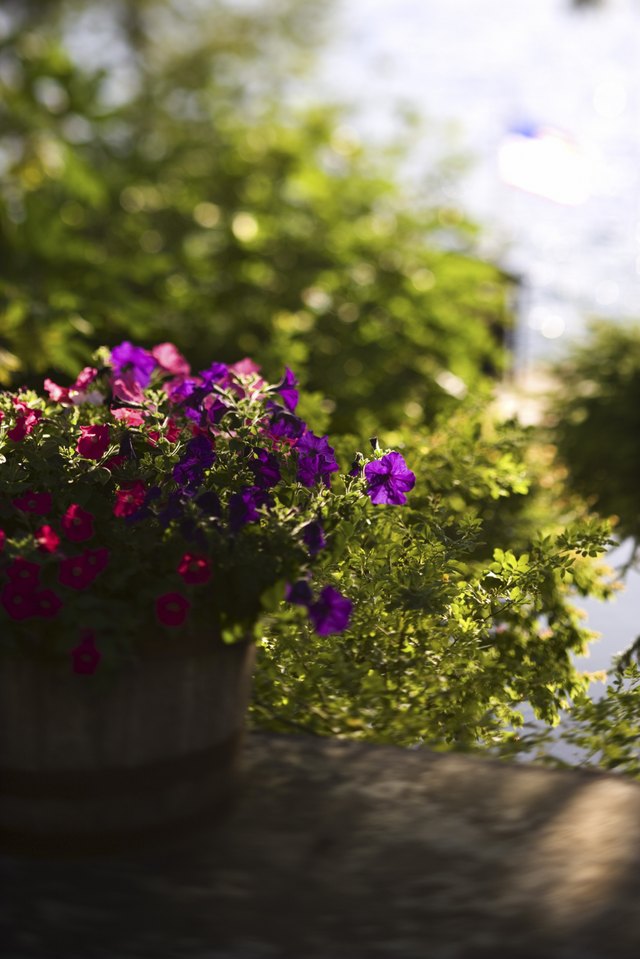 What Are the Tiny White Spots on My Petunias? Hunker