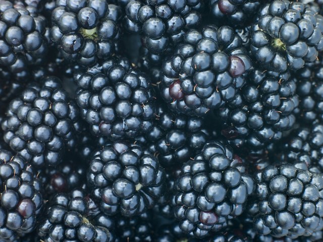 Fresh blackberries