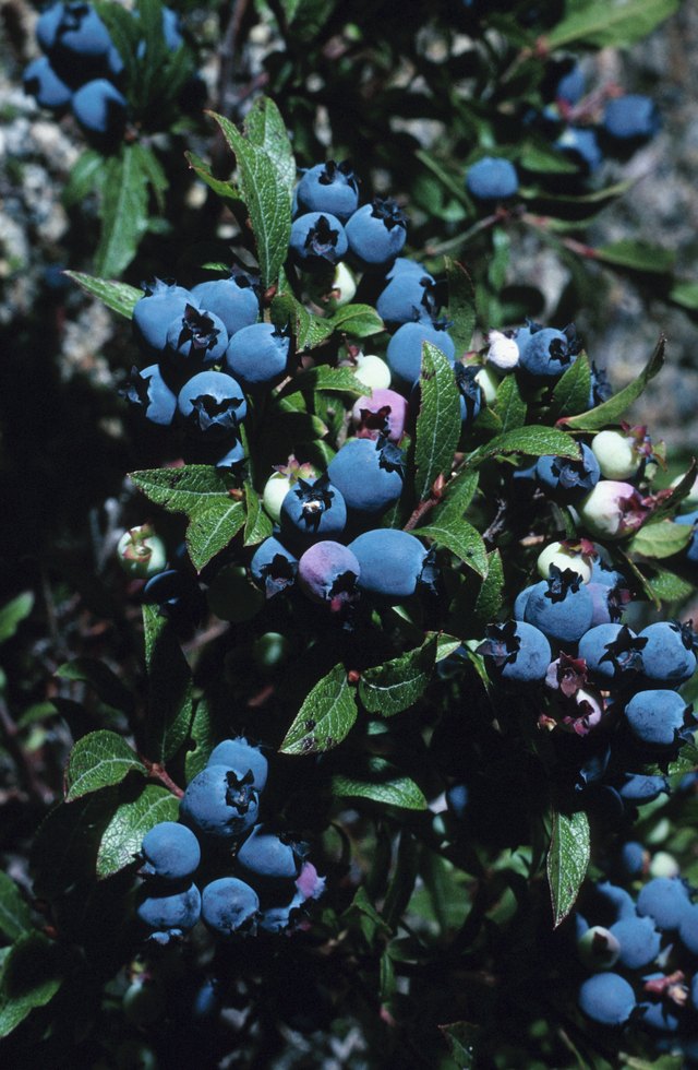 Blueberries on bush