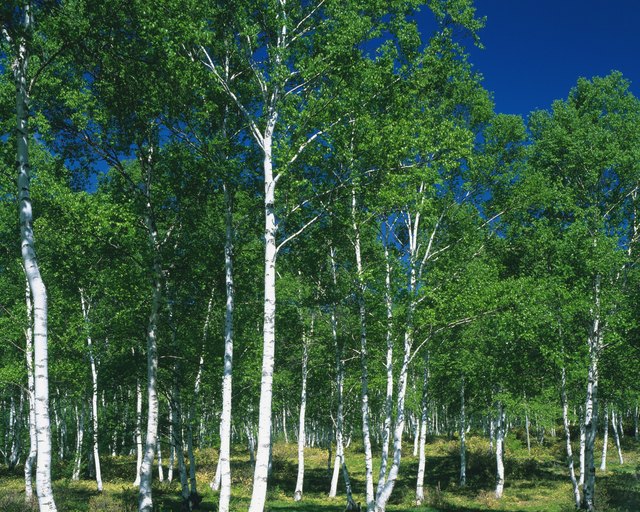White Birch in the Woods, Front View, Pan Focus