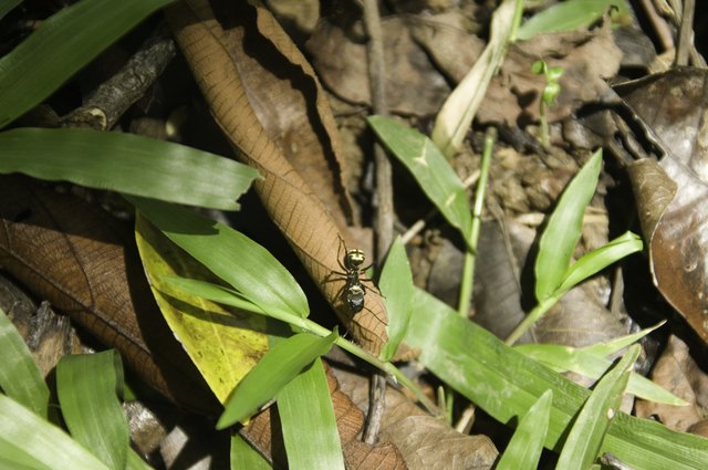 Ant walking on leaf on forest floor, overhead view