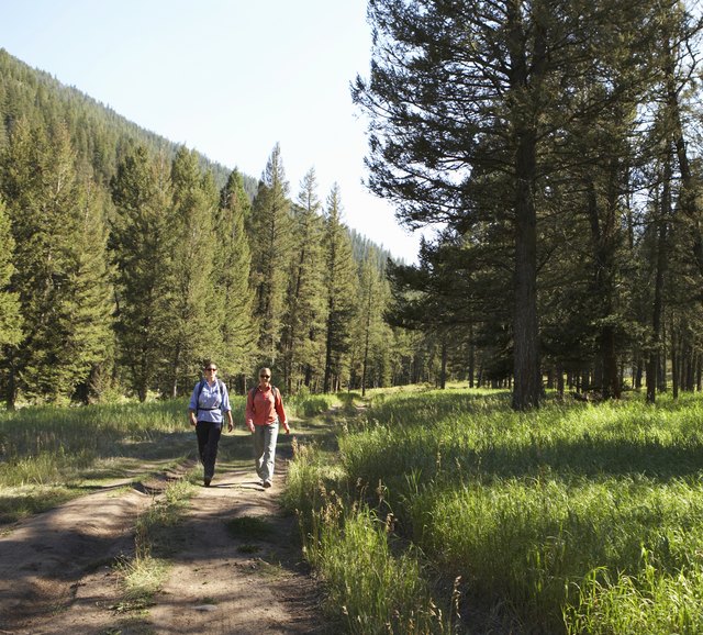 Two women walking along footpath in pine tree forest
