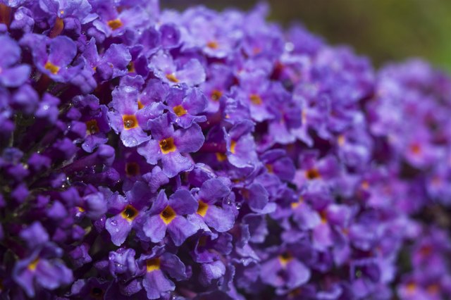 butterfly bush