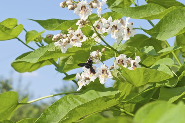 How To Grow Catalpa Trees From Seed Hunker 9873