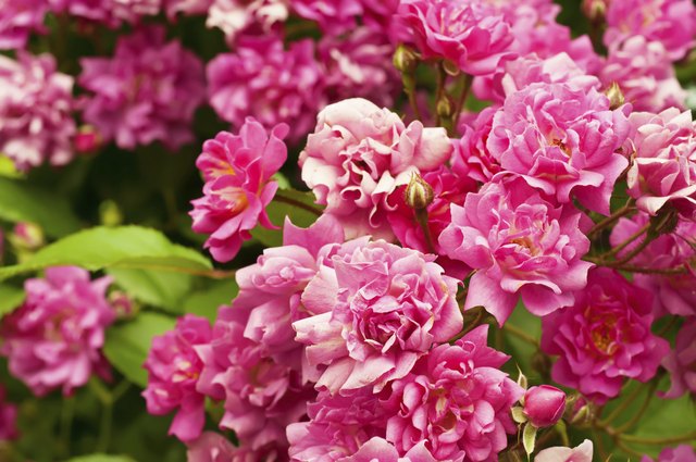 Are Peonies Toxic to Animals? Hunker