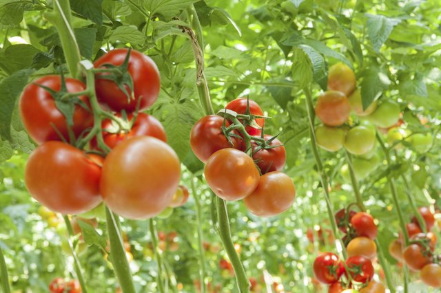 growing tomatoes in 5 gallon buckets