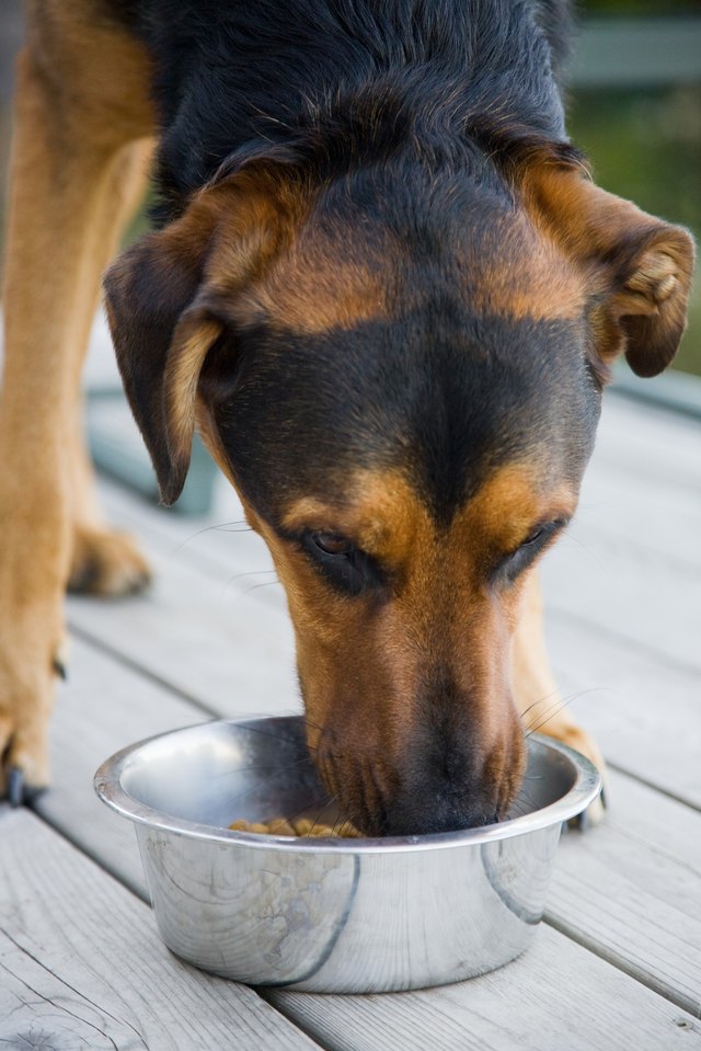 Dog dinner. Еда для собак. Собака гипер. Хозяин поощряет собаку.