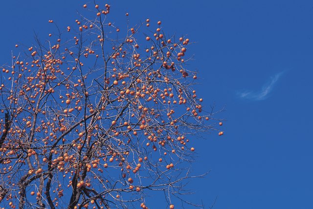 Persimmons tree
