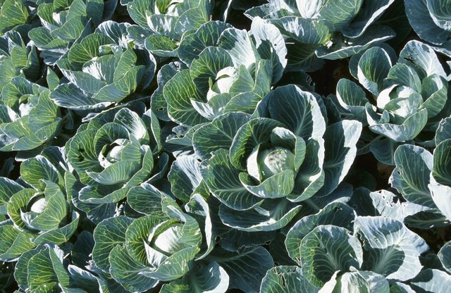 High angle view of cabbage plants