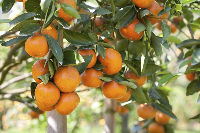 What is the Fastest Growing Fruit Tree? | Hunker