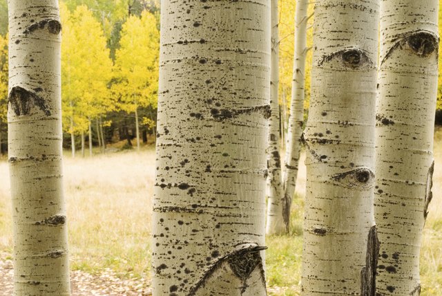 aspen tree trunks with eyes