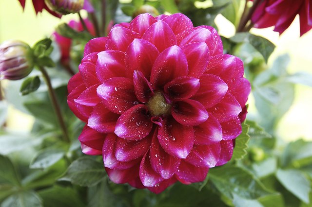 Are Dahlias Annual or Perennial? | Hunker