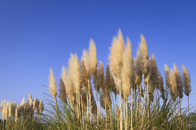 When to Plant Pampas Grass | Hunker