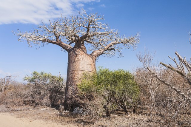 Plants Of The Tropical Savanna Hunker