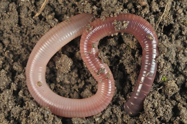 How Do Earthworms Reproduce? | Hunker