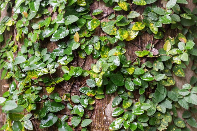How to Care for a Creeping Fig | Hunker