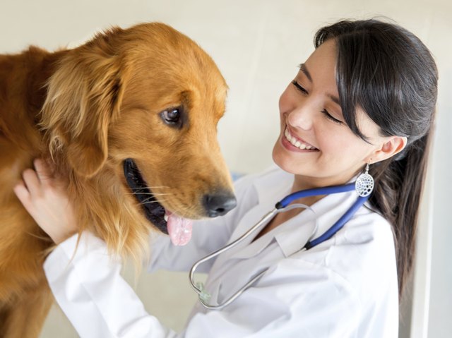 Vet examining a dog