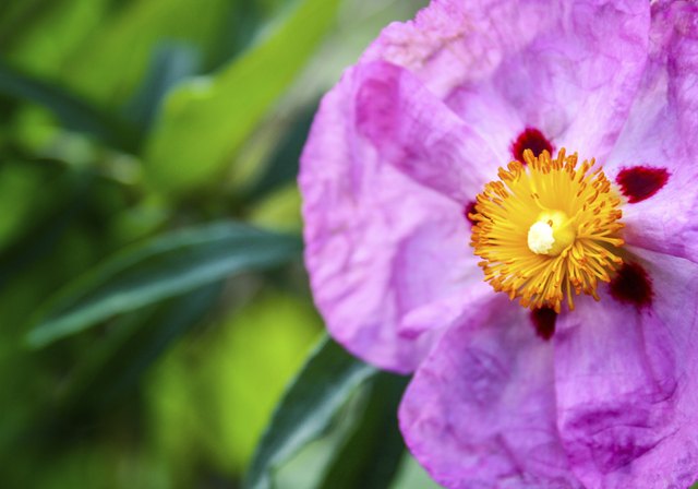 Bright pink cistus flower close-up