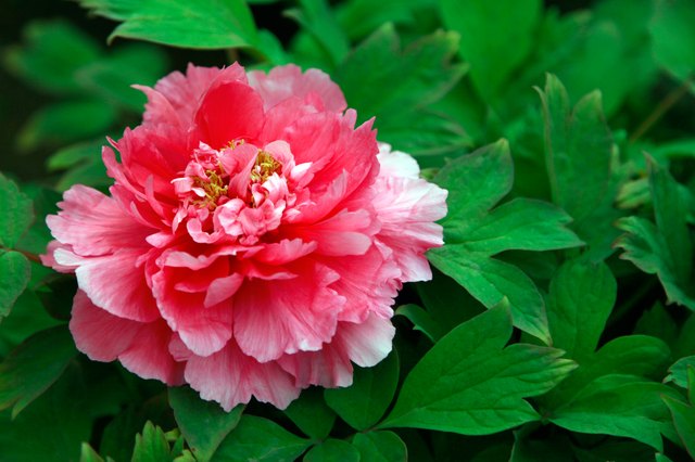 Peony