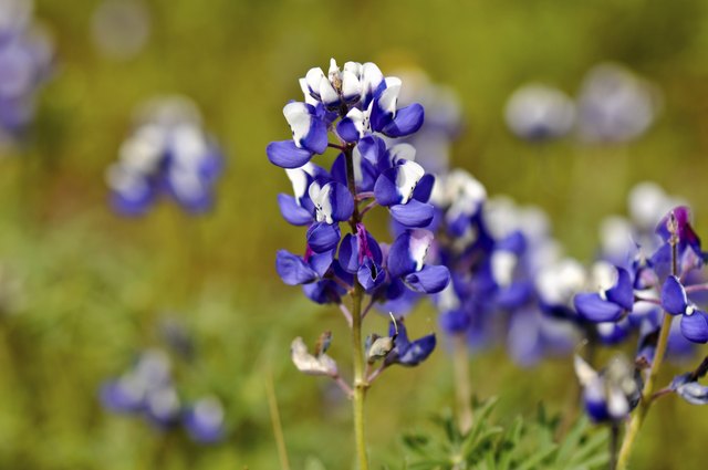Texas Blue Bonnet