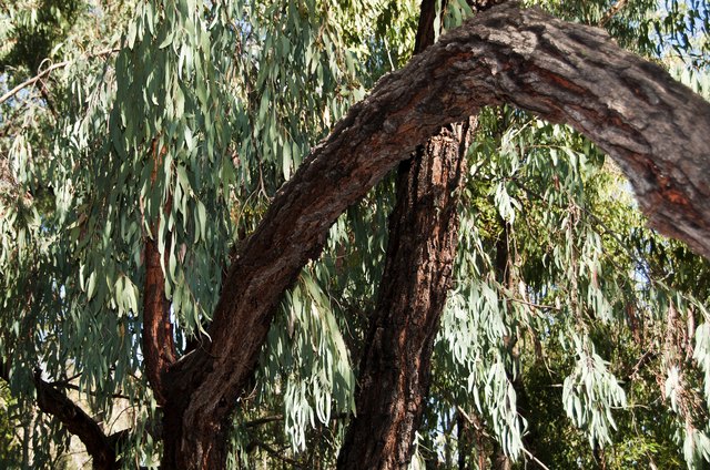 Varieties Of Eucalyptus Trees Hunker