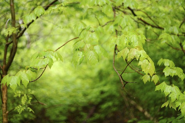 The Secret Garden
