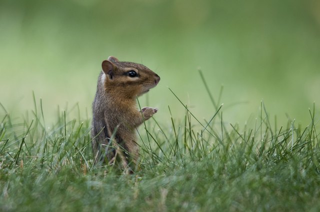 Eastern Chipmunk