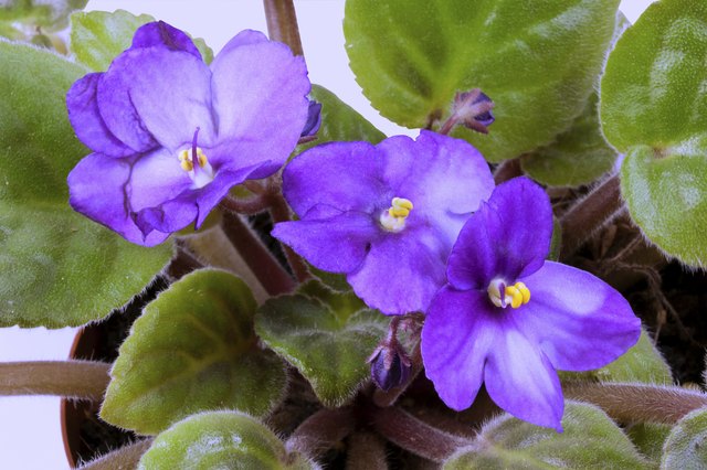 How to Kill Aphids on African Violets | Hunker