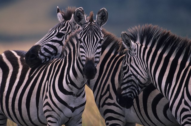 Three Burchell's zebras (Equus burchelli) huddling together, Kenya