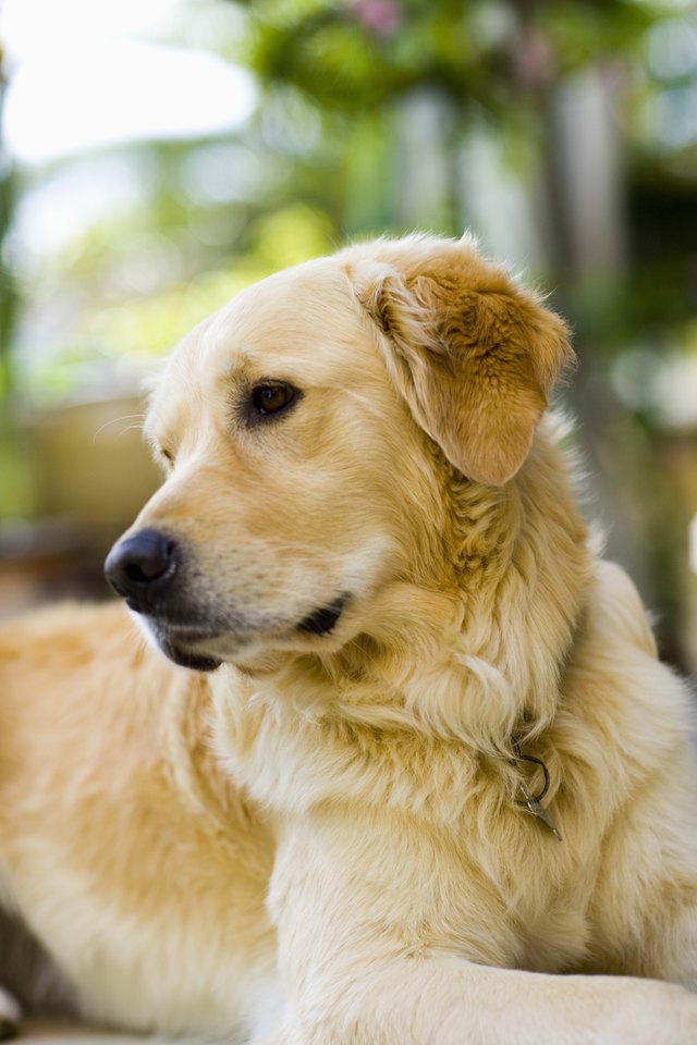 Portrait of Golden Retriever