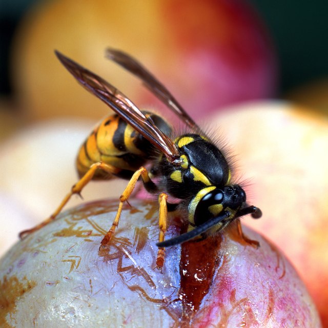 wasp