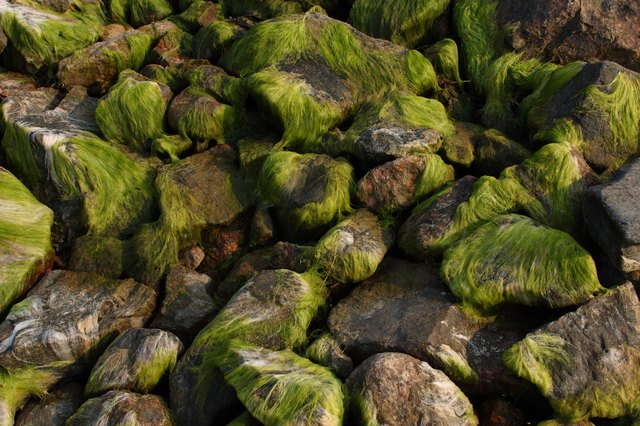 Algae on rocks