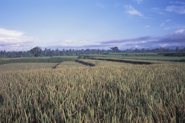 What Crops Were Grown In Colonial Georgia