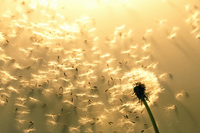 Close-up of a dandelion (Taraxacum officinale)