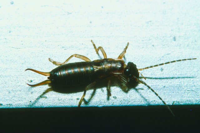 Natural Remedies for Getting Rid of Earwig Bugs in Your Home | Hunker