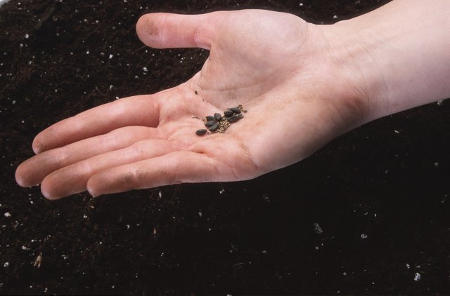 Hand with seeds