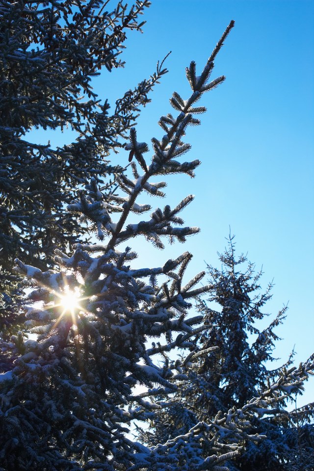 Relationship Between Mistletoe and Spruce Hunker