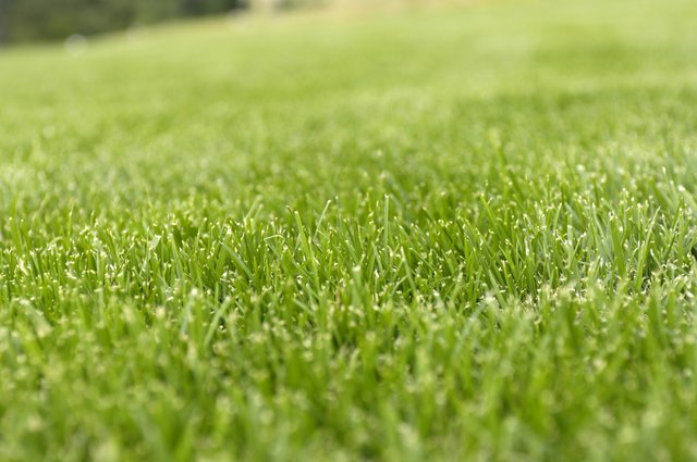 Lawn Care