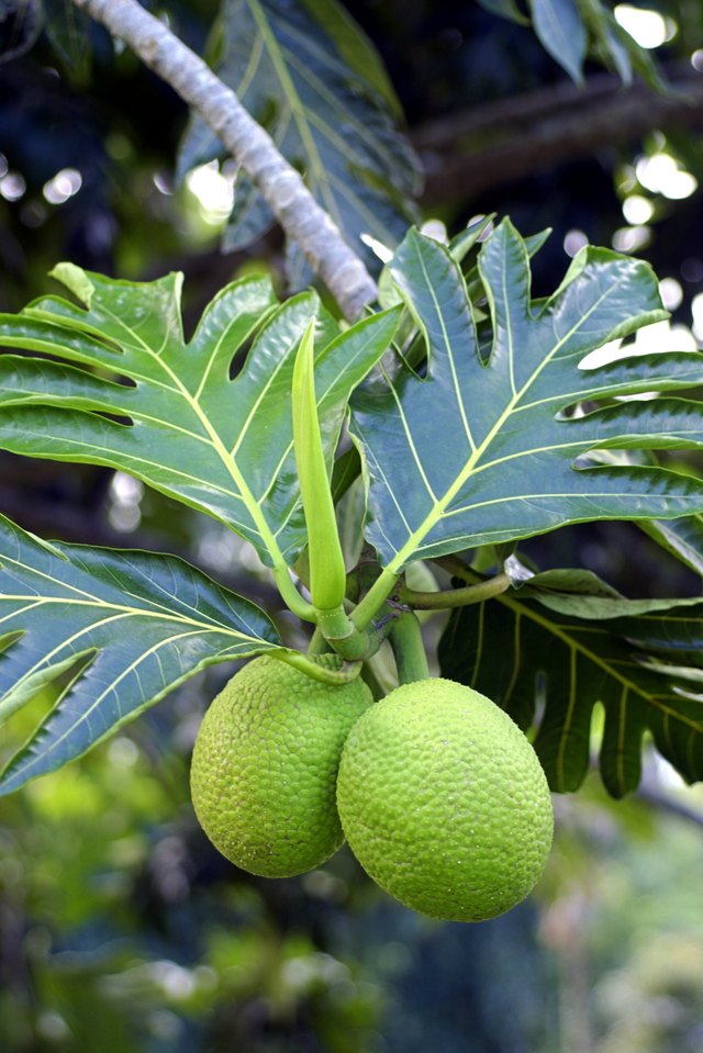 Bread fruit