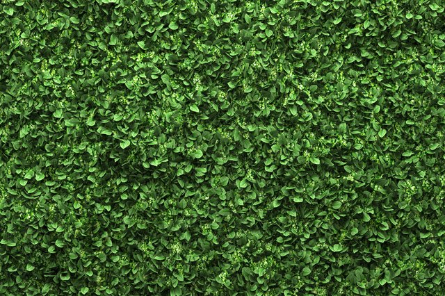 green box hedge background