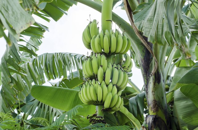 Bunch of bananas
