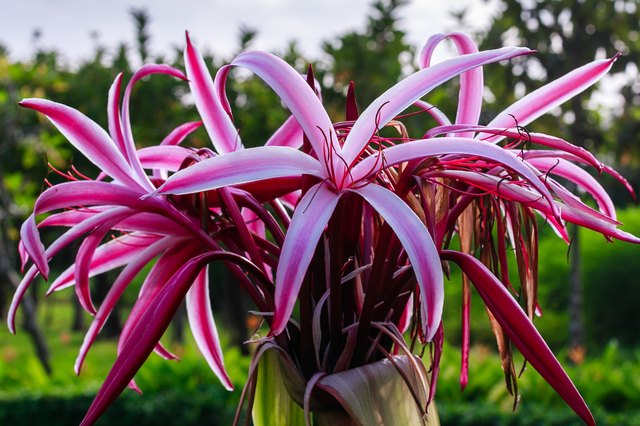 How to Care for Spider Lilies Hunker