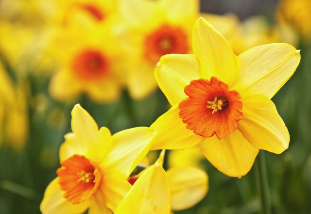 Daffodils