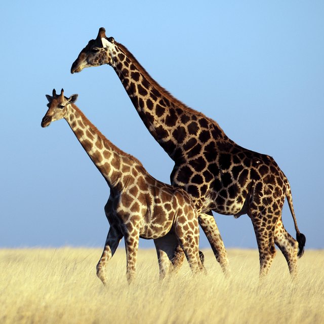 Giraffes walking across the savannah