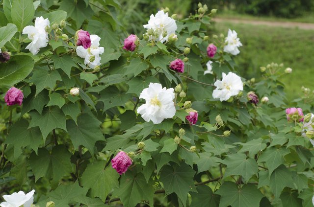 how-to-grow-a-confederate-rose-hunker