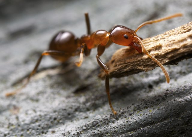 How to Identify Small Brown Bugs in a House | Hunker