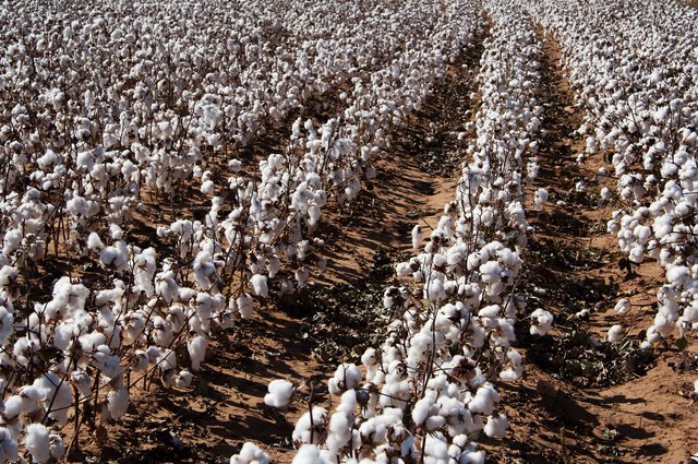 The Best Conditions to Grow Cotton